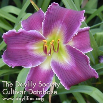Daylily Indian Giver